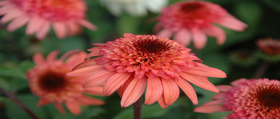 alberi decidui conifere arbusti rampicanti funkie vivaio in Polonia