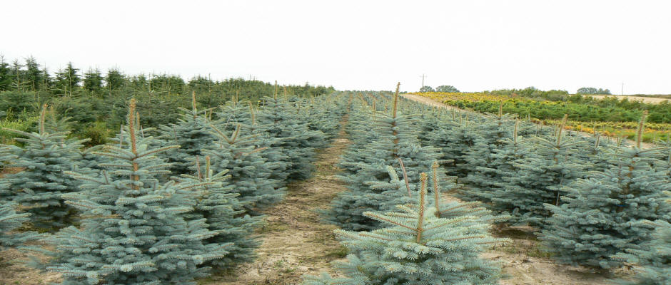 alberi decidui conifere arbusti rampicanti funkie vivaio in Polonia