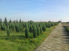 alberi decidui conifere arbusti rampicanti funkie vivaio in Polonia